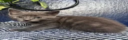 Mixed Breed cats for sale: Beautiful tabby and grey kittens  - Advert 4