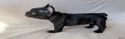 French Bulldog dogs for sale: KC Registered French Bulldogs Boys Ready Now in Borehamwood - Advert 22