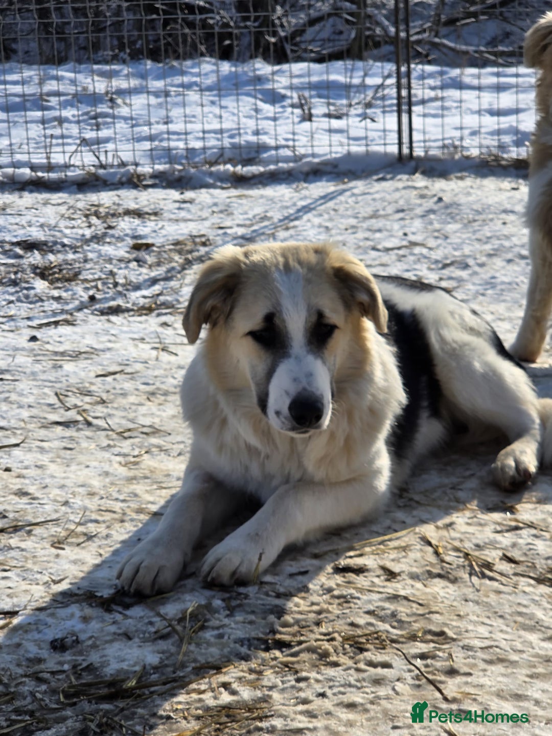 Mixed Breed dogs for adoption: 🐾 TEDDY - Big, Gentle & Full of Quiet Love 🤍🐶 - Advert 11