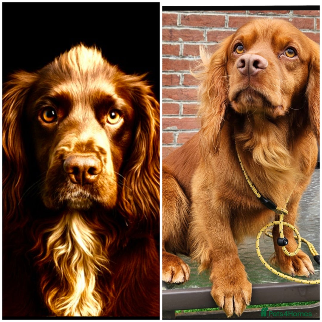 Cocker Spaniel dogs for sale: Working Cocker Spaniel - Image 2