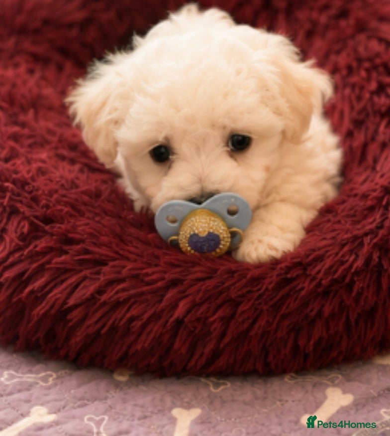 Mixed Breed dogs Very petite pretty Maltese x coton de Tuléar pups  - Advert 4