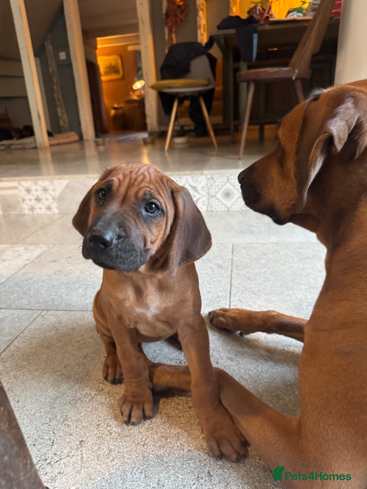 Rhodesian Ridgeback dogs Beautiful Rhodesian Ridgeback Girl Ready Now  - Advert 1