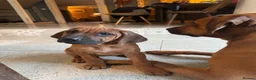 Rhodesian Ridgeback dogs for sale: Rhodesian Ridgeback unexpectedly re-available  - Advert 1