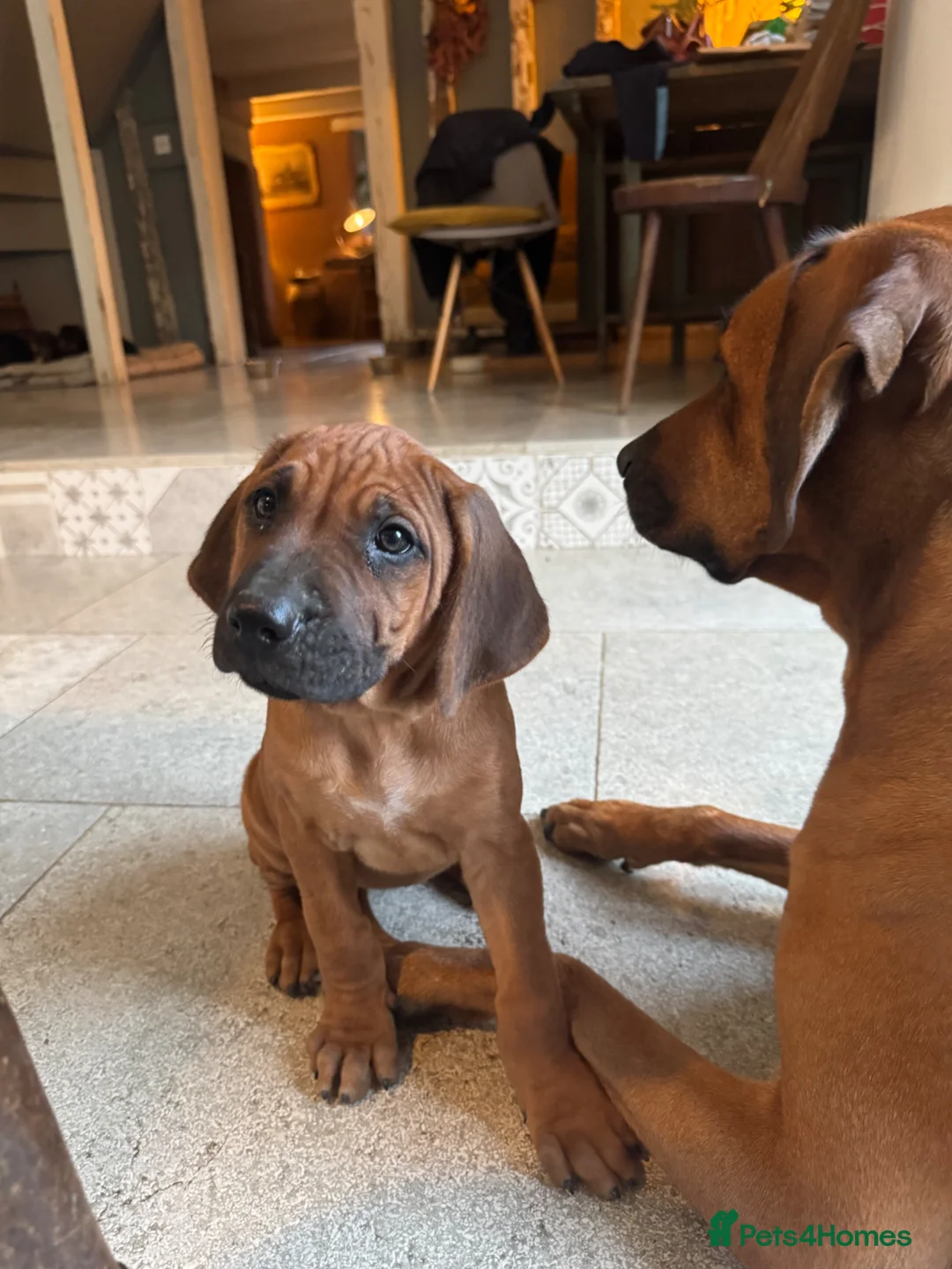 Rhodesian Ridgeback dogs for sale: Rhodesian Ridgeback unexpectedly re-available  - Advert 1