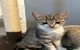 British Shorthair cats for sale: One female kitten for sale - Advert 11