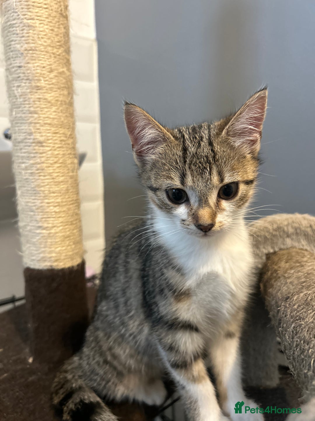 British Shorthair cats for sale: One female kitten for sale - Advert 11