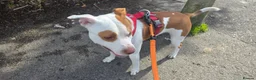 Mixed Breed dogs for sale: For Sale: Freckles and Sammy - Advert 3