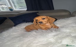 Dachshund dogs for sale: Dachshunds  - Image 5