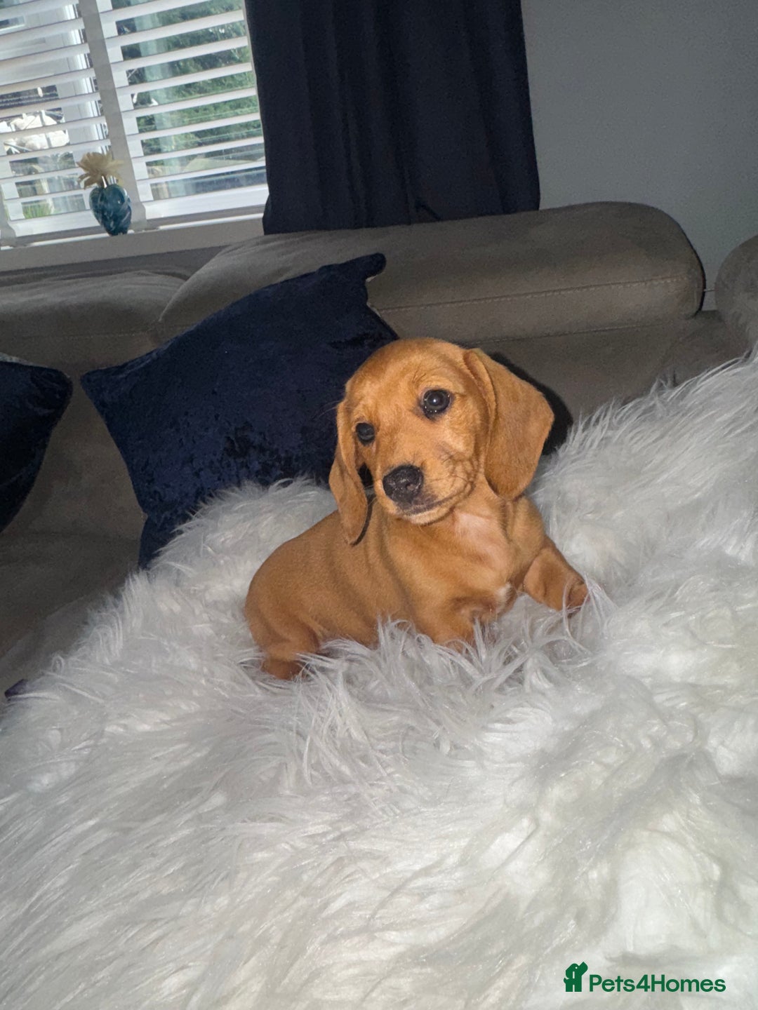 Dachshund dogs for sale: Dachshunds  - Image 5