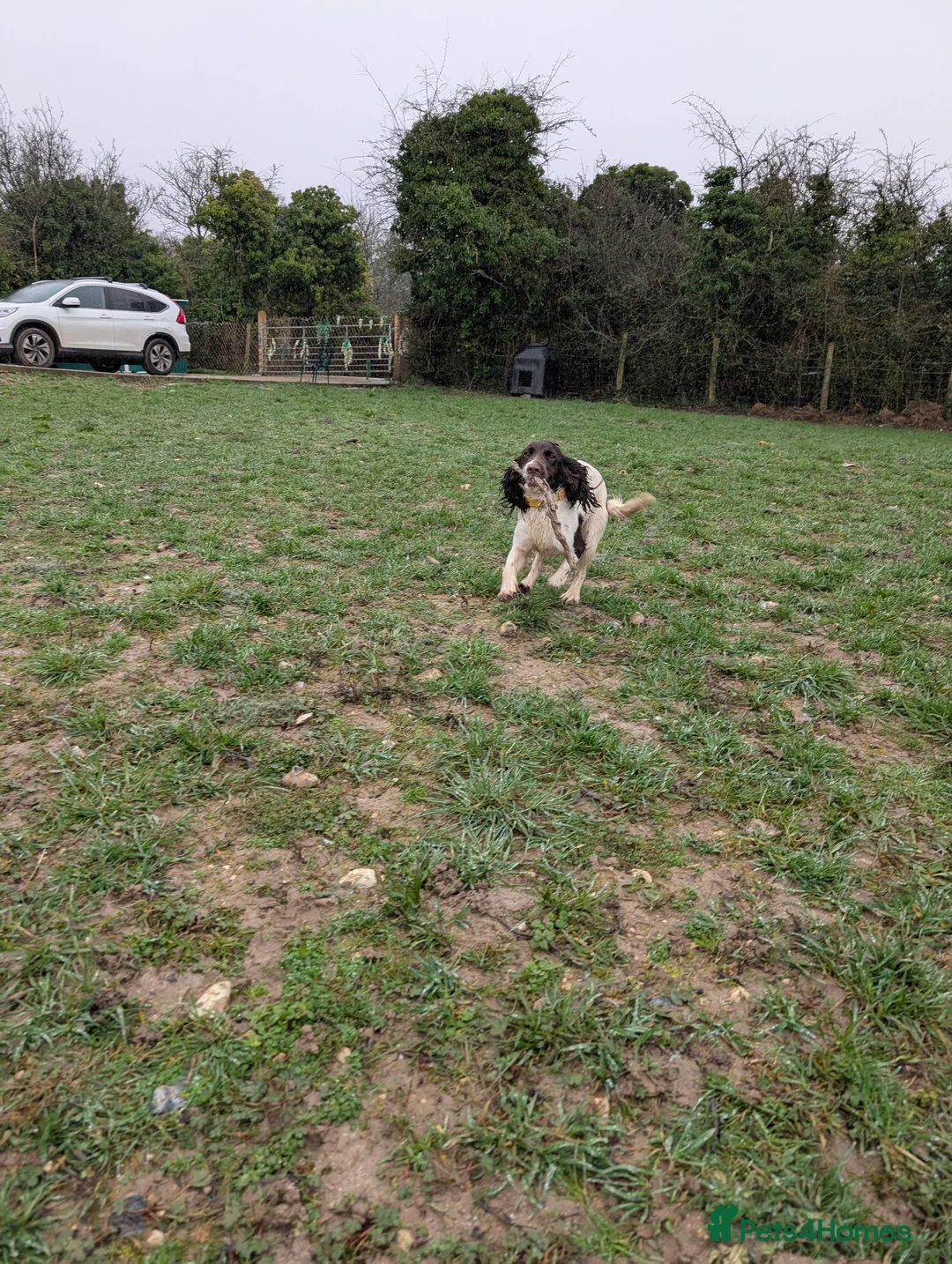 Cocker Spaniel dogs for sale: Working Female Cocker Spaniel  - Advert 2