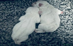 West Highland Terrier dogs for sale: KC Reg Westies - Image 5