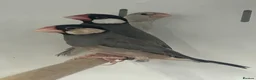 Finches birds for sale: Various Range Stunning Baby Finches  - Advert 3