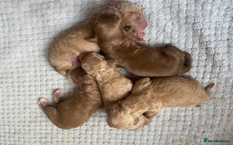 Cockapoo dogs for sale: Cockapoo puppies born 21/7/25 in Malvern - Image 4