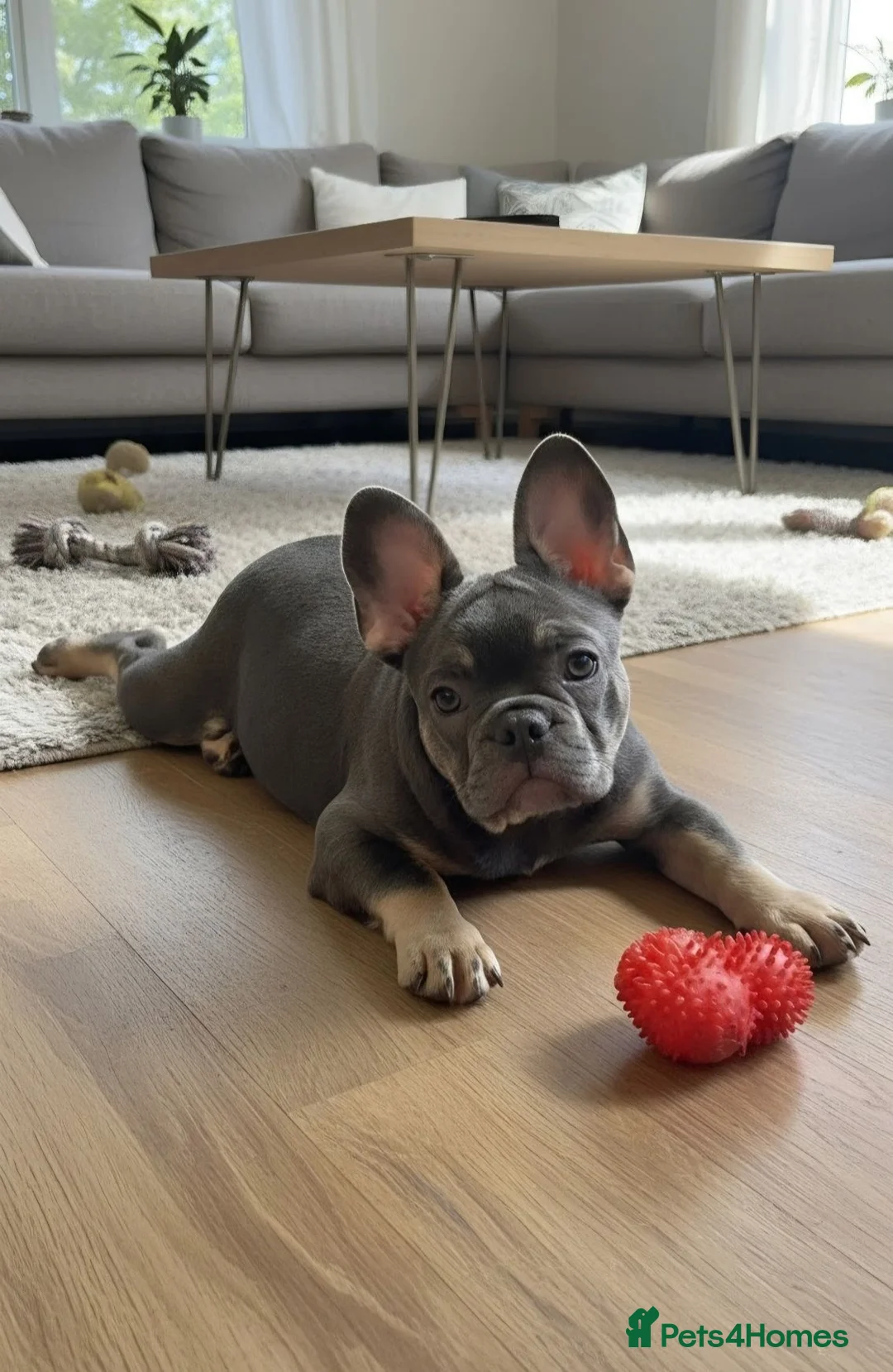 French Bulldog dogs for sale: Pick of the litter - great quality frenchie - Advert 2