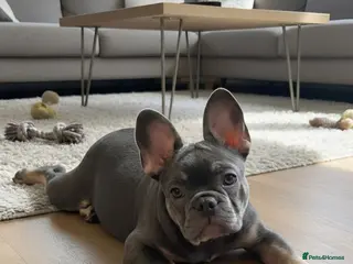 French Bulldog dogs Pick of the litter - great quality frenchie - Advert 3