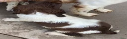 English Springer Spaniel dogs for sale: KC Registered Spaniel Puppies - Advert 5
