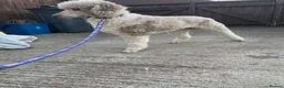 Goldendoodle dogs for sale: GOLDENDOODLES - Advert 15