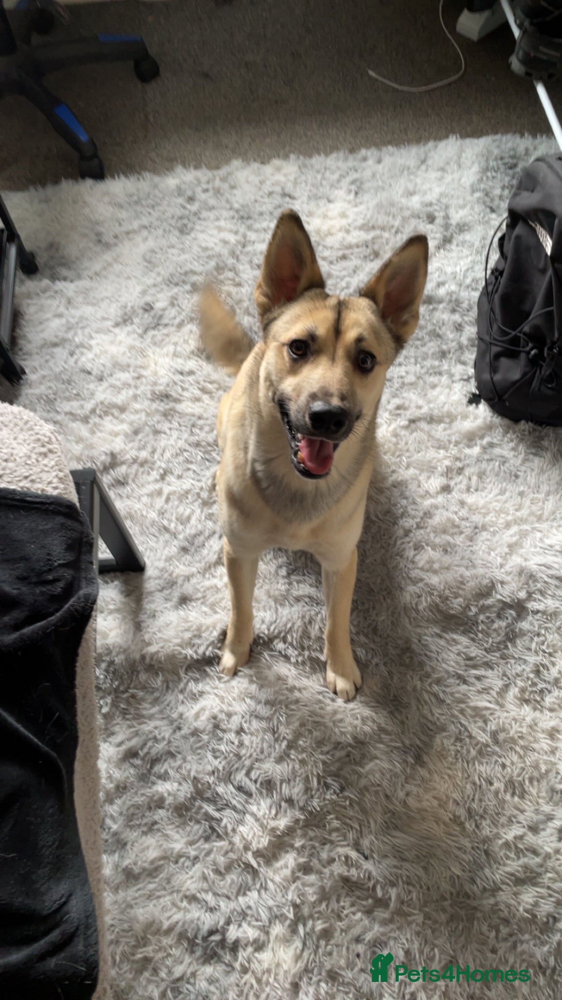 Mixed Breed dogs Husky dad (£150) and puppy for sale (£350)  - Advert 1