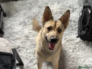 Mixed Breed dogs Husky dad (£150) and puppy for sale (£350) - Advert 1