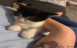 Mixed Breed cats for sale: Kitten for sale - Image 12