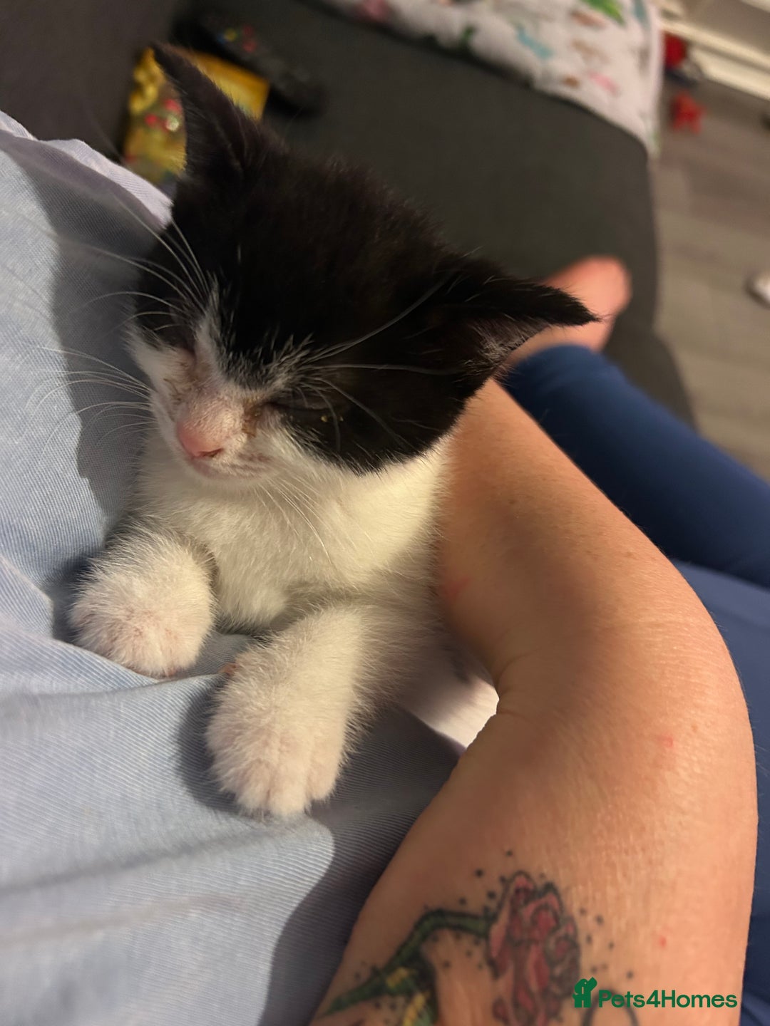Mixed Breed cats for sale: Kitten for sale - Image 12