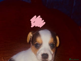 Jack Russell dogs - Advert 10