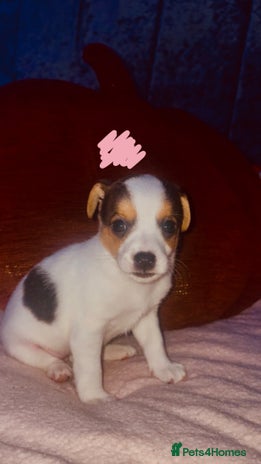Jack Russell dogs - Advert 1
