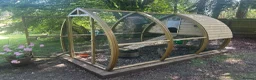Chickens poultry for sale: Four fabulous Orpington ladies! - Advert 11