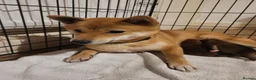 Japanese Shiba Inu dogs for sale: Beautiful Japanese Shiba Inu Puppies 🐾 - Advert 1