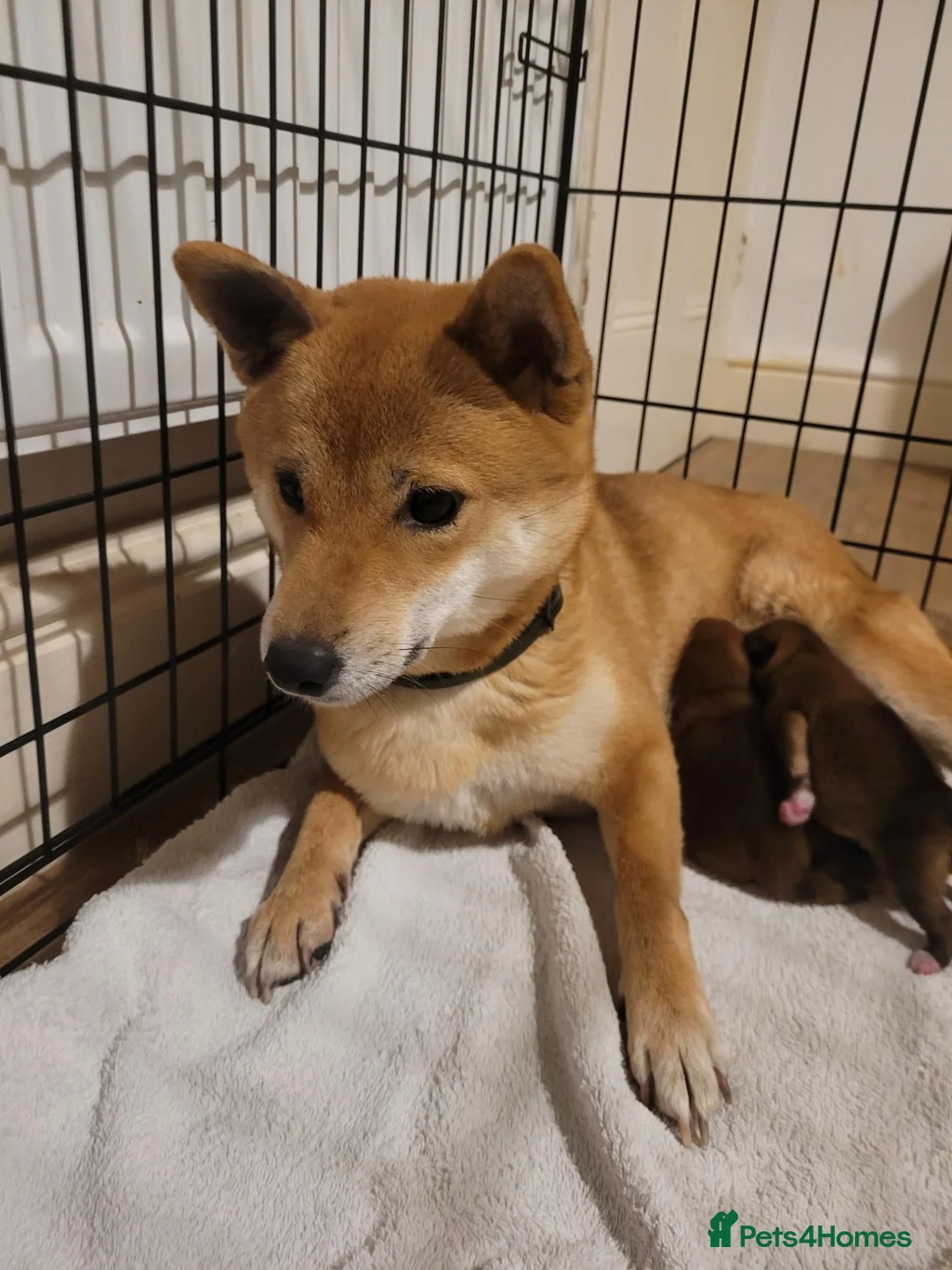 Japanese Shiba Inu dogs for sale: Beautiful Japanese Shiba Inu Puppies 🐾 - Advert 1