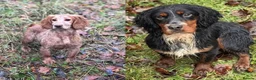 Cocker Spaniel dogs for sale: Working cocker spaniel puppies  - Advert 6