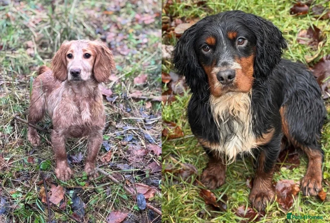 Cocker Spaniel dogs for sale: Working cocker spaniel puppies  - Advert 6