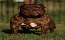 American Bully dogs for sale: 🏆Champion Cole pups 🏆 - Image 2