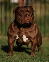 American Bully dogs - Advert 11