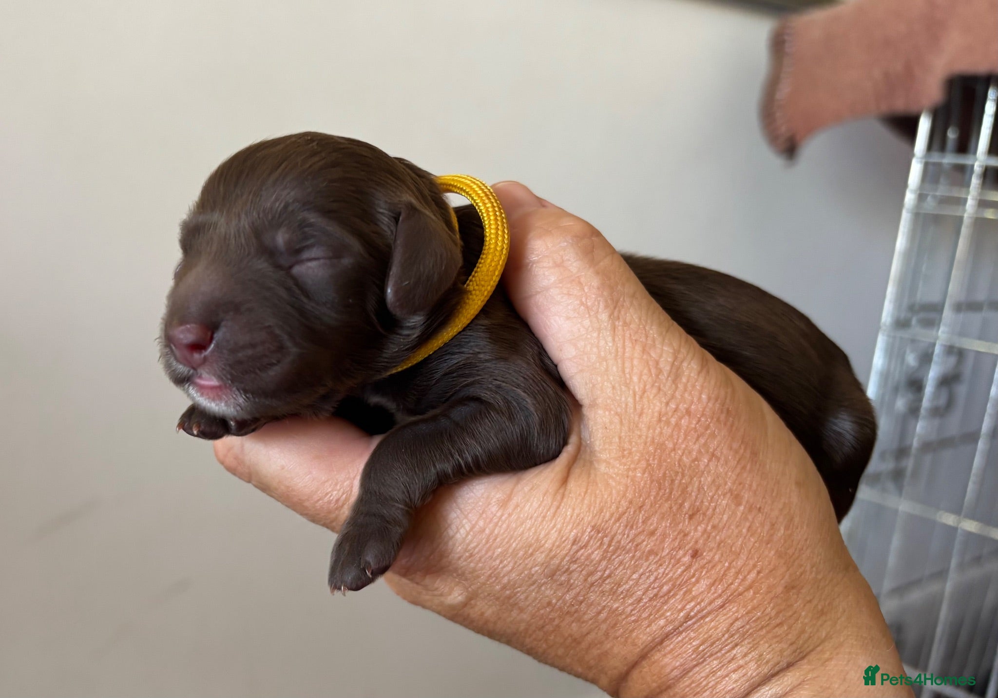 Cockapoo dogs Just arrived! 5 Beautiful F2 puppies born Aug 15th - Advert 2