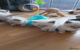 Ragdoll cats for sale: 4 stunning ragdoll kittens left - Image 11