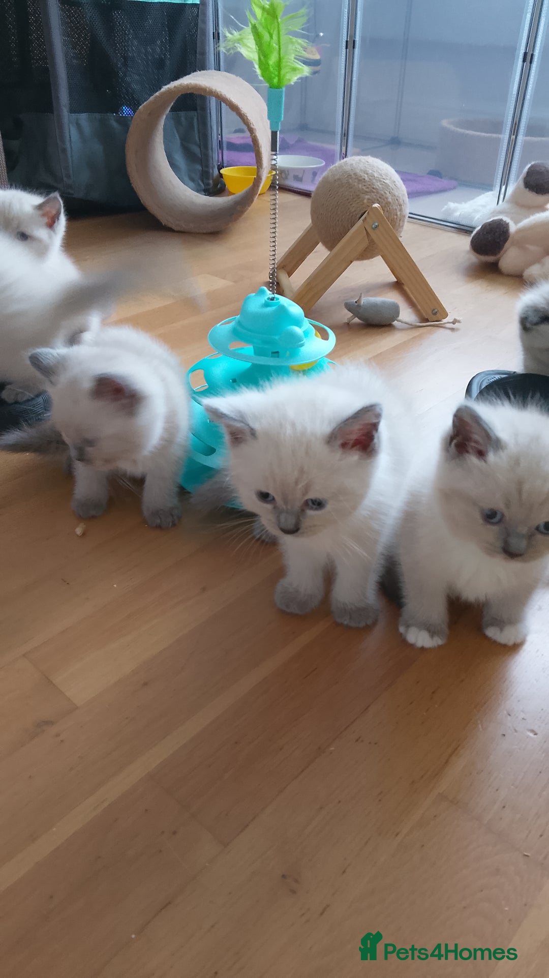 Ragdoll cats for sale: 4 stunning ragdoll kittens left - Image 11