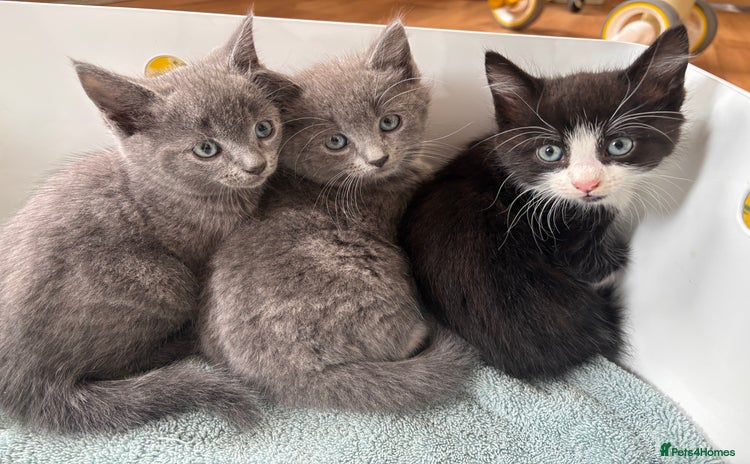 Mixed Breed cats - Advert 2