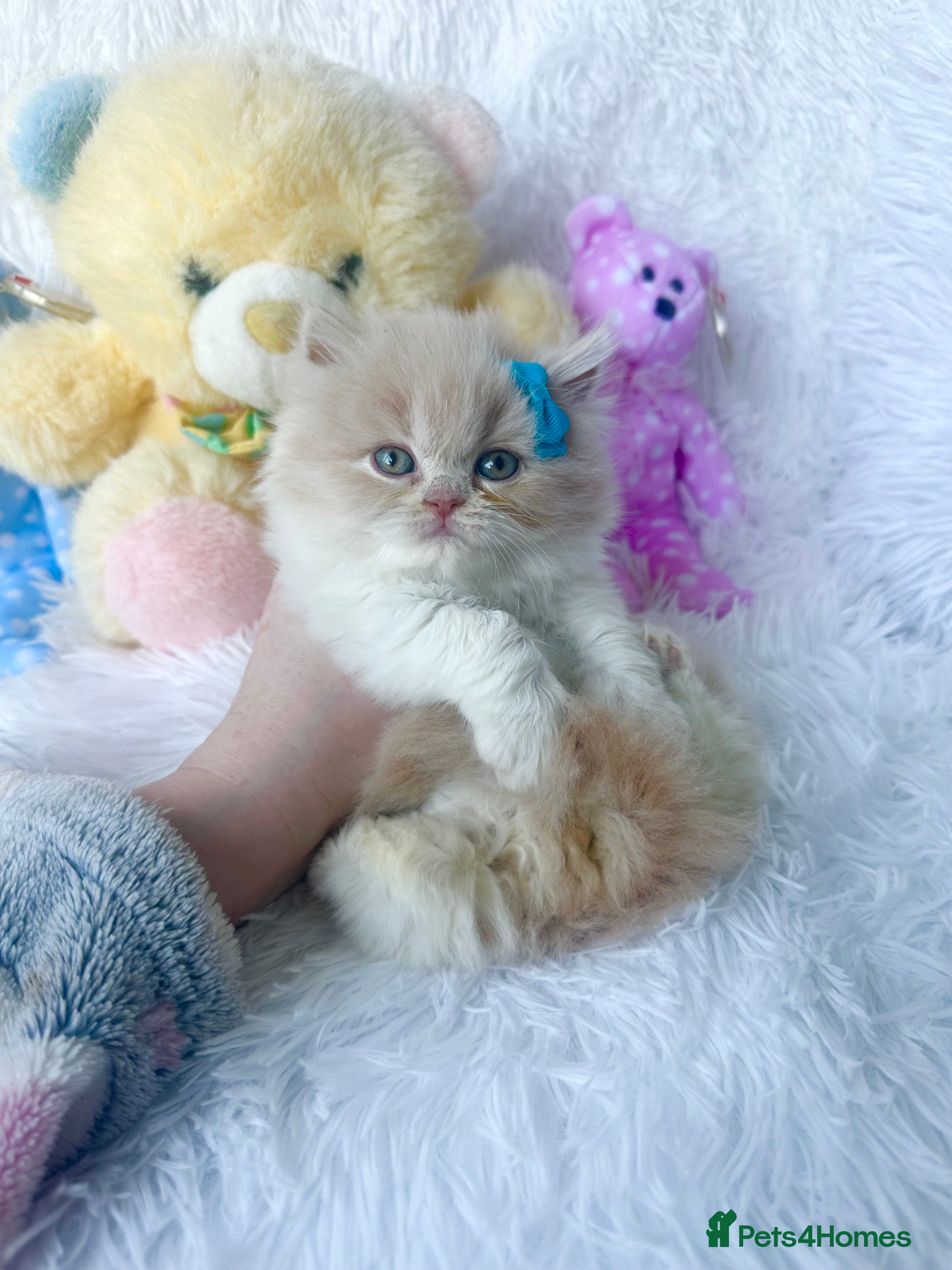 British Shorthair cats ⭐️ British Shorthair & Longhaired Kittens⭐️  - Advert 4