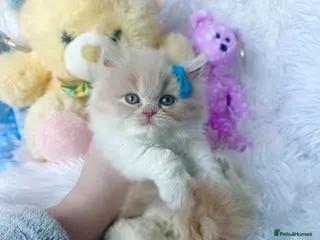 British Shorthair cats ⭐️ British Shorthair & Longhaired Kittens⭐️ - Advert 13