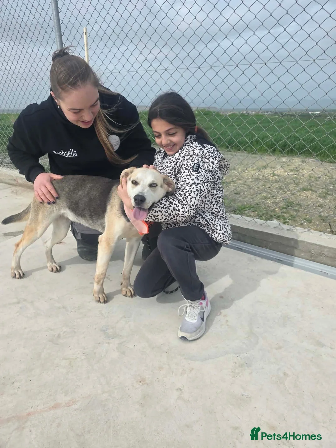 Mixed Breed dogs for adoption: 💙 RINA – Looking for Her Perfect Match 💙 in Sleaford - Advert 14
