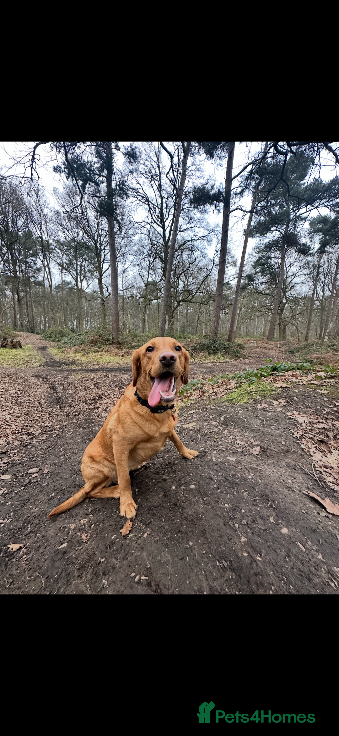 Labrador Retriever dogs for sale: Labrador Retriever Puppies - Raised in Family Home - Advert 20