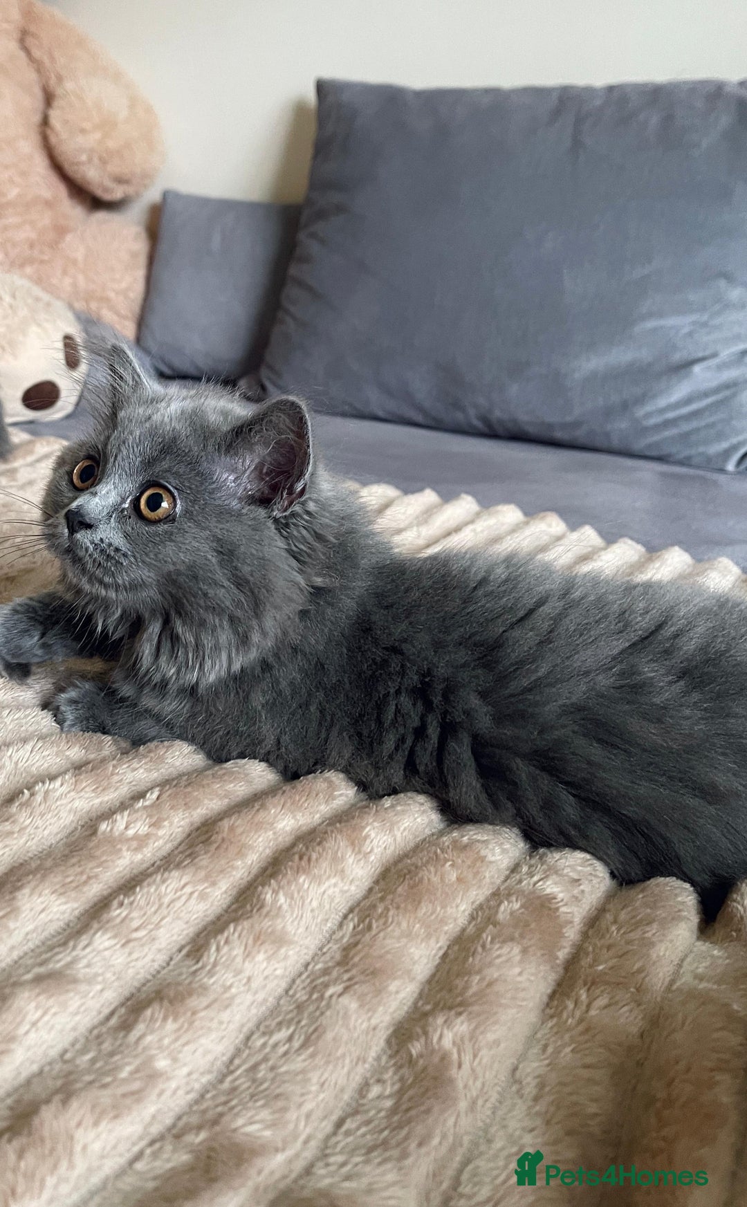 Scottish Fold cats for sale: Scottish fold Longhair - Image 18