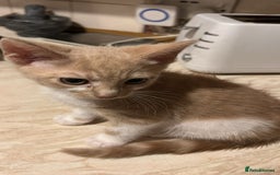 Mixed Breed cats for sale: Last Cream/white Beautiful kitten left in lutom - Image 1