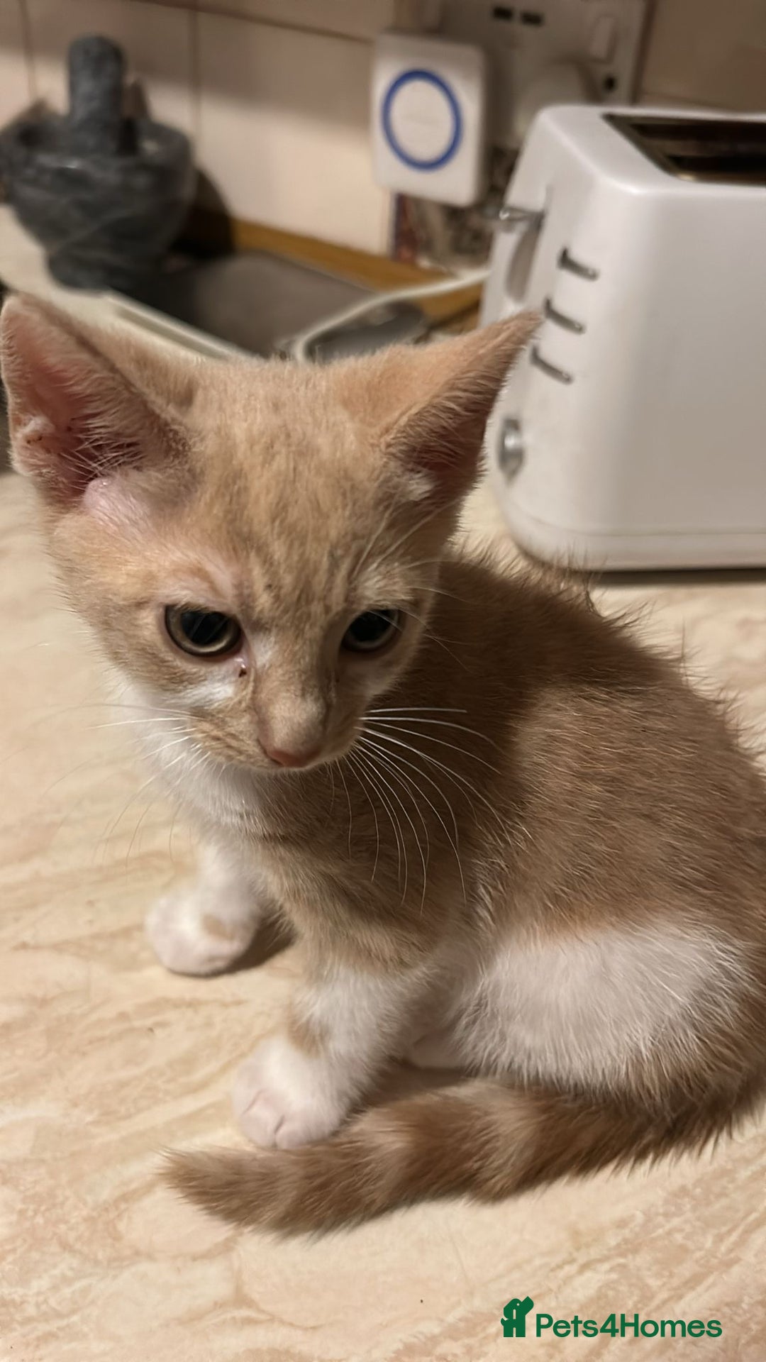 Mixed Breed cats for sale: Last Cream/white Beautiful kitten left in lutom - Image 1