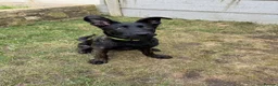 Belgian Shepherd Dog dogs for sale: Dutch Shepherd  in Rotherham - Advert 5