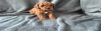 Digby