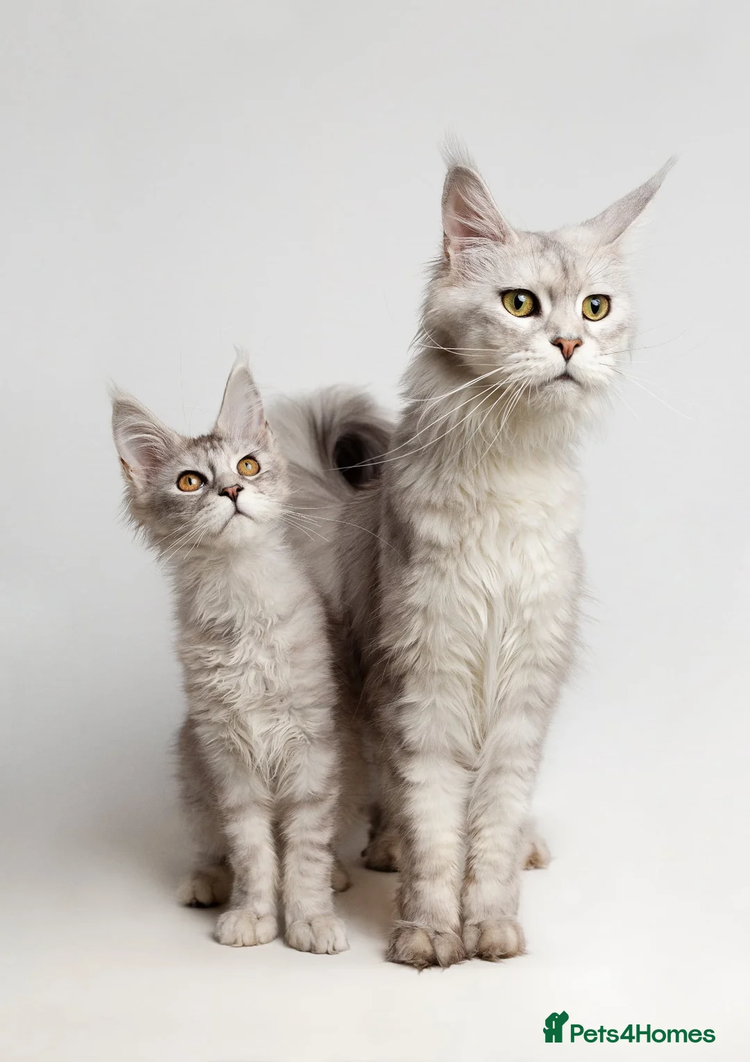 Maine Coon cats for sale: Beautiful Mainecoon girl - reduced due to age  - Advert 2