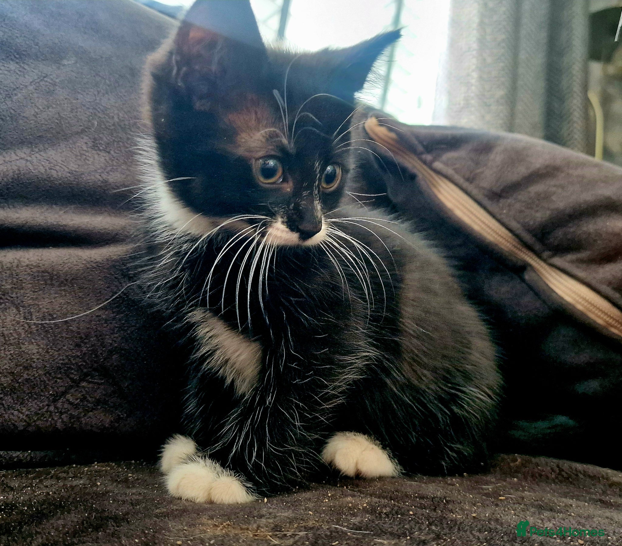Mixed Breed cats Black & White Short Hair Male Kitten - Advert 14