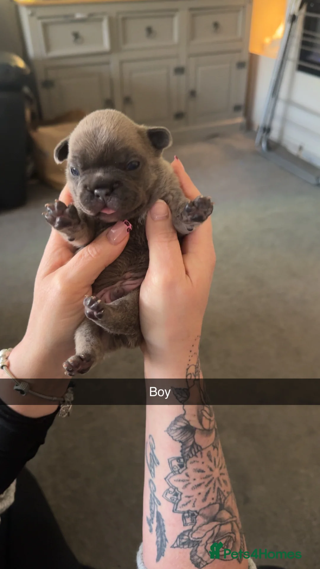 French Bulldog dogs for sale: Litter of 6 raised by a family with children  - Advert 5